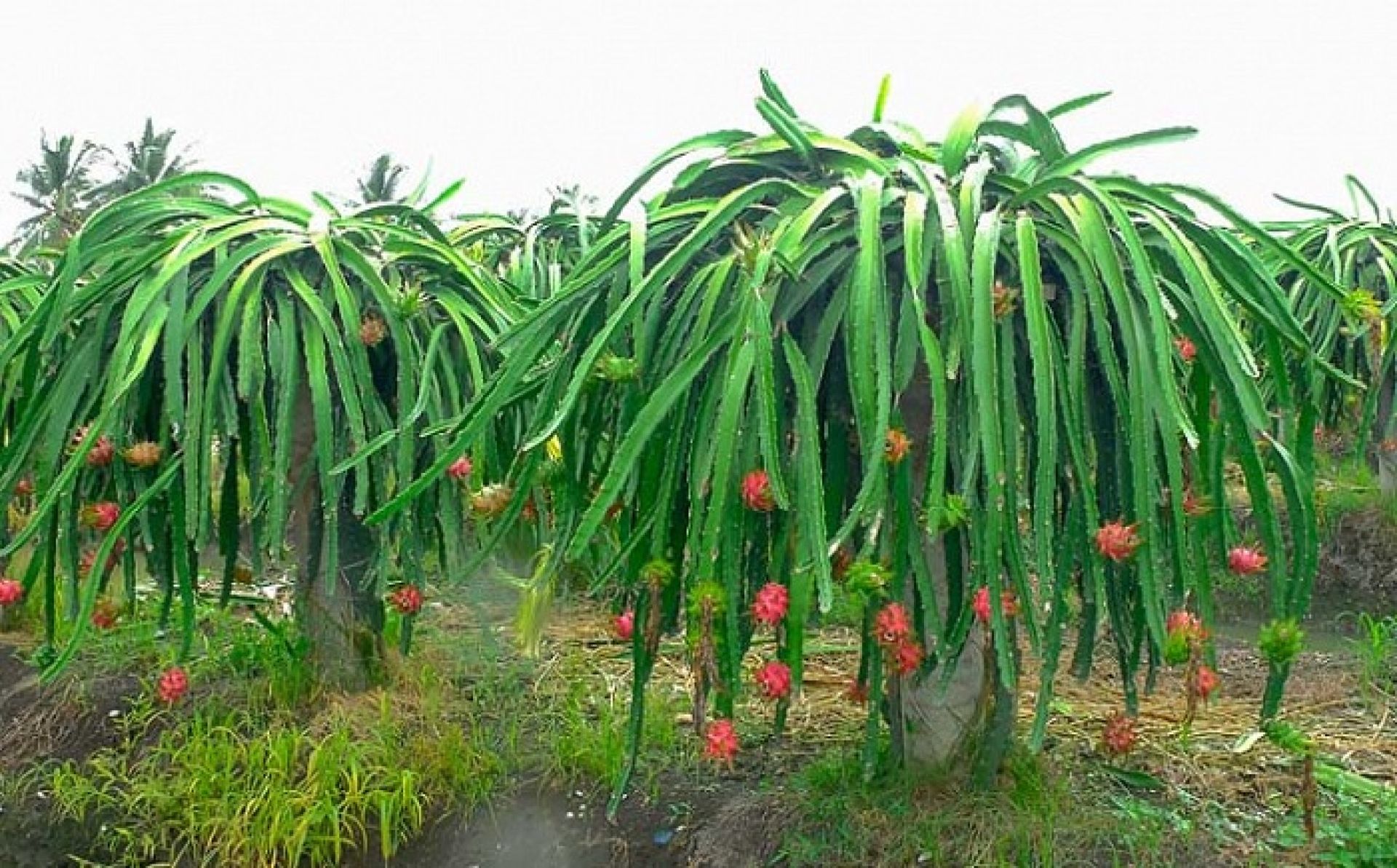 ड्रागन फ्रुट खेतीबाट आम्दानी गर्दै विमलेश 